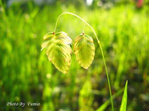 小判草